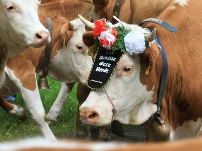Geschmcktes Jungvieh beim Auftrieb auf die Sommerweiden