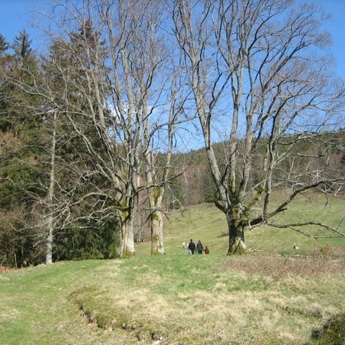 Knöpflesbrunnen - Wanderung vom Knöpflesbrunnen nach Schönau