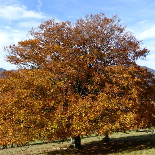 Herbststimmung - 